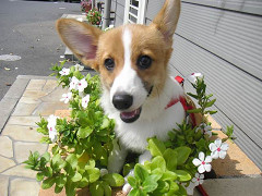 Resize of PICT0809_thumb.jpg